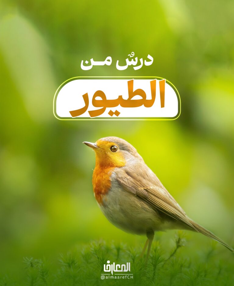 درسٌ من الطيور