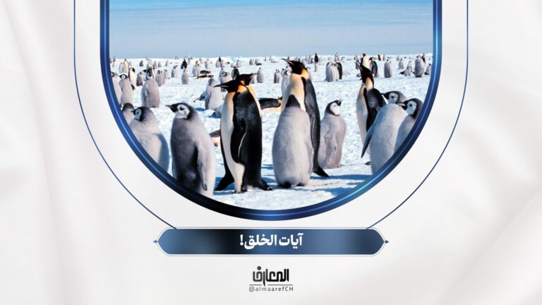 آيات الخلق!