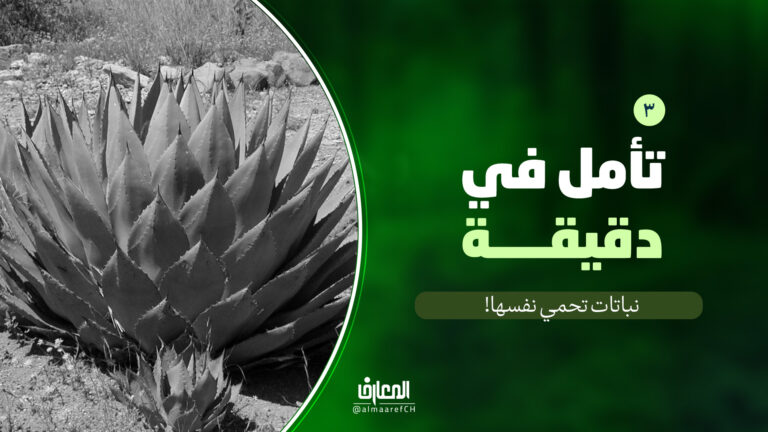تأمل في دقيقة - 3 - نباتات تحمي نفسها!